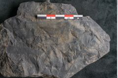 Foto (Detailansicht) von Flabellaria sublongirhachis Ettingshausen (NHMW-GEO-2024-0188-10232)